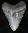 Beautiful, Serrated Megalodon Tooth #19441-1